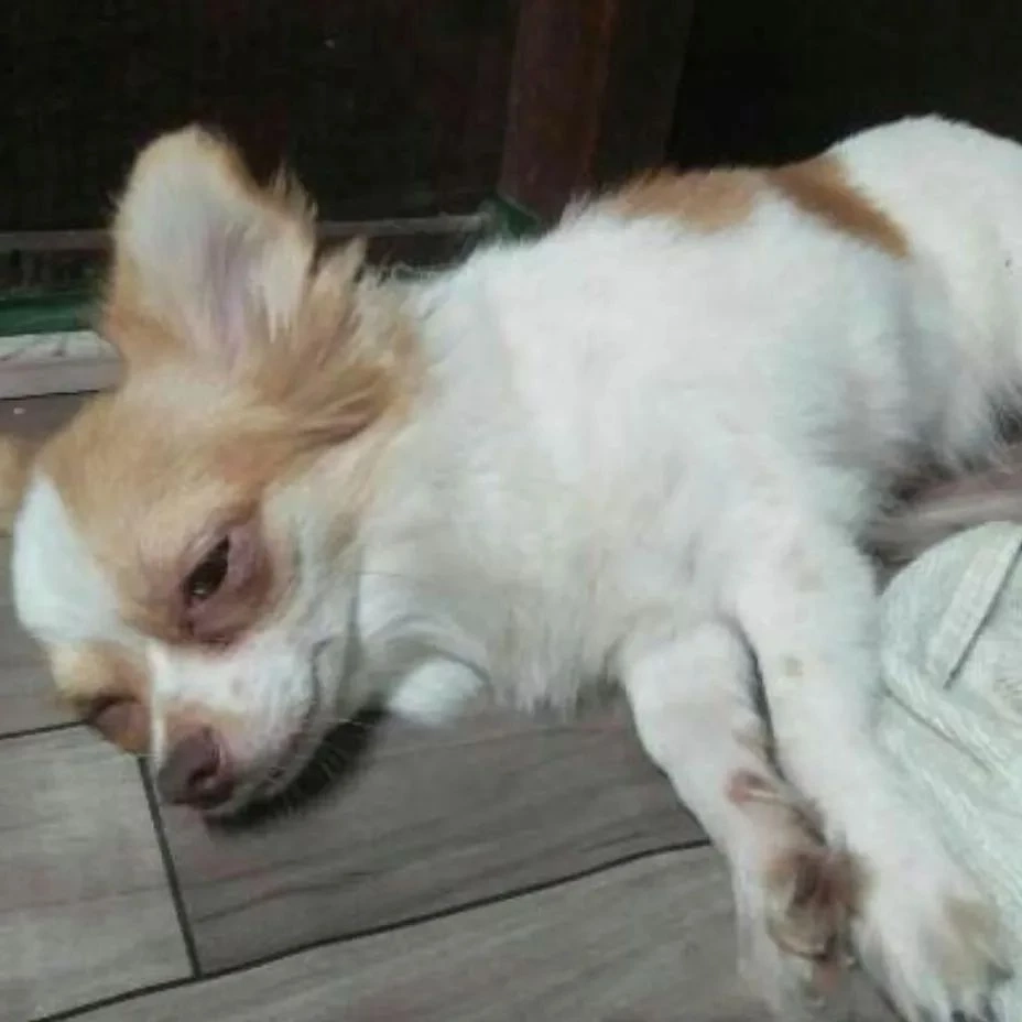 "กัน จอมพลัง" พาสาวลูกครึ่ง แจ้งจับแฟนหนุ่ม ทำร้ายร่างกาย-บังคับกินขี้หมา