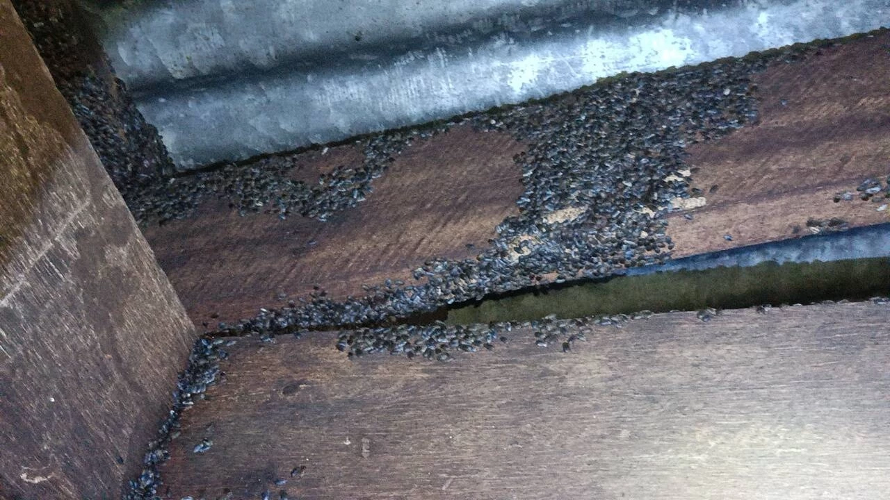 ยุ่บยั่บไปหมด! กองทัพ "แมลงปีกแข็ง" บุกบ้าน ต้องกางเต็นท์นอนในบ้านตัวเอง