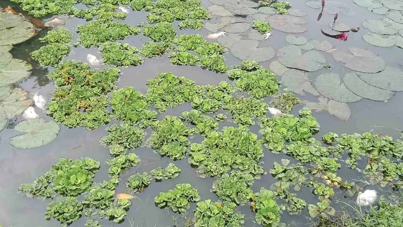 ชาวบ้านวอนตรวจสอบ ปลาตายเกลื่อน ในสระน้ำริมถนนกลางเมืองสระแก้ว