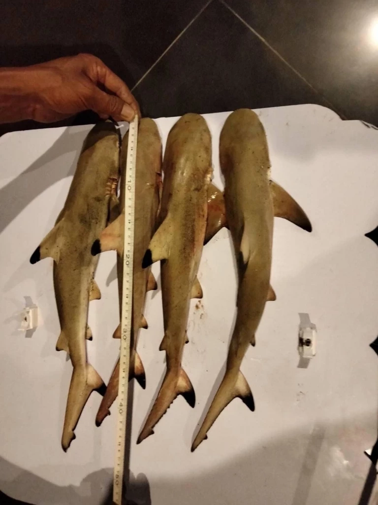 กรมทะเลชายฝั่ง จับหนุ่มตกฉลามหูดำ หน้าศูนย์วิจัยทรัพยากรทางทะเลฯ ภูเก็ต