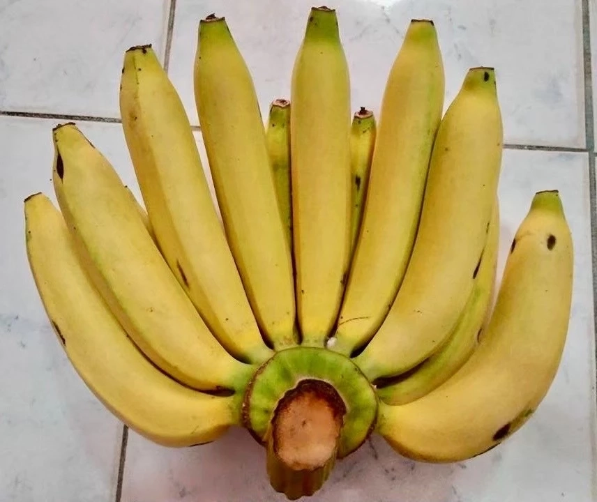 “กล้วยหอมทองหนองบัวแดง” สินค้า GI ตัวล่าสุด ดันส่งออกไปตลาดญี่ปุ่น