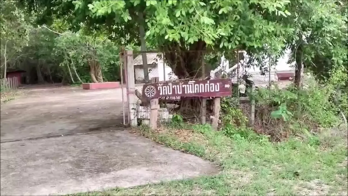 หนุ่มใหญ่โค่นต้นไม้ไล่ตะกวด ถูกล้มทับดับ ชาวบ้านเชื่อ อาถรรพ์ป่าช้าเก่า