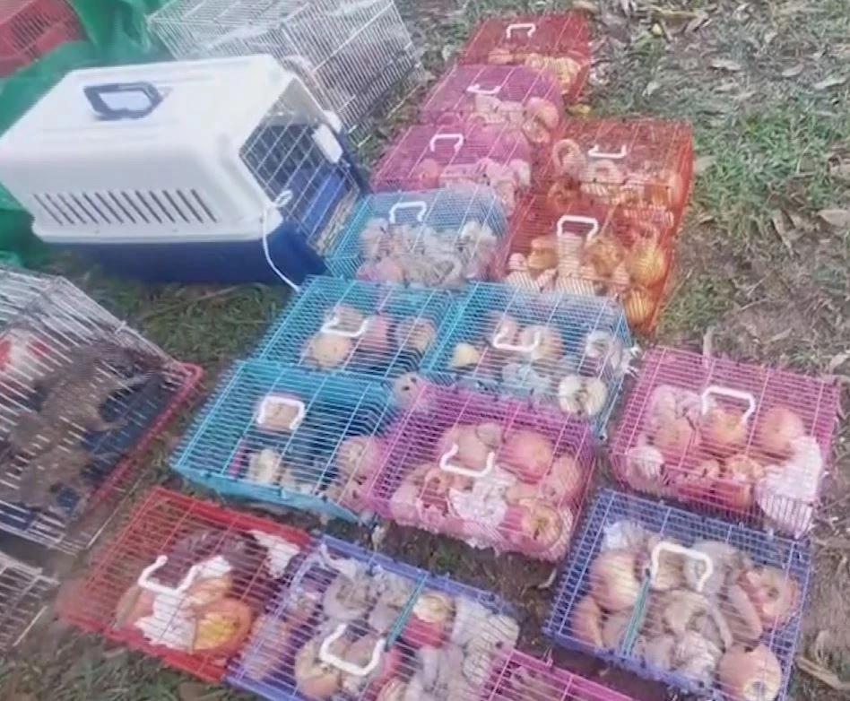 ตร. ตรวจยึดสัตว์ป่า เตรียมส่งขายประเทศเพื่อนบ้าน จ่อขยายผลคนทำผิด