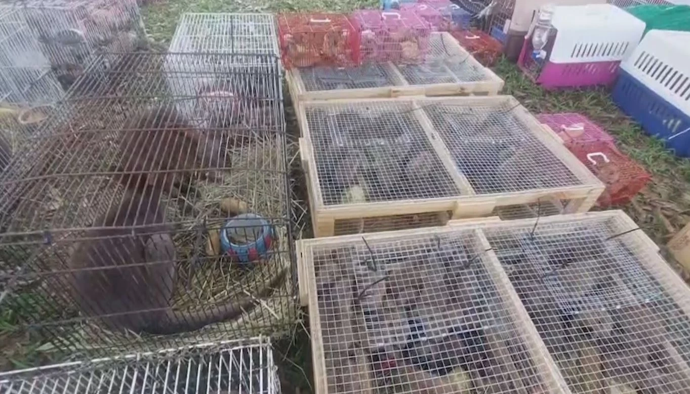 ตร. ตรวจยึดสัตว์ป่า เตรียมส่งขายประเทศเพื่อนบ้าน จ่อขยายผลคนทำผิด