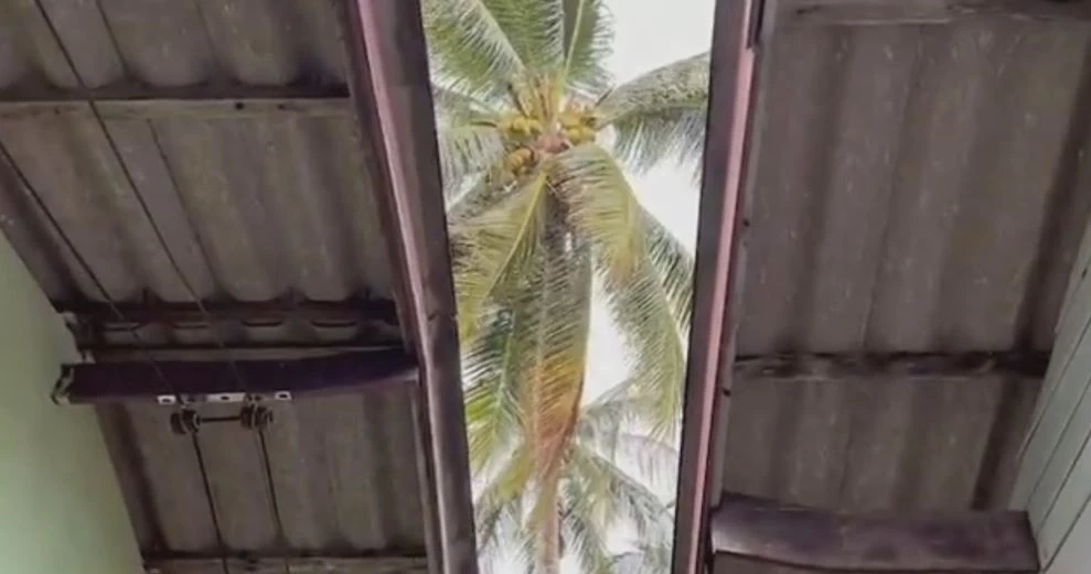 สาวร้อง มะพร้าวเพื่อนบ้านหล่นใส่หลังคาบ้าน พังเสียหายทุกเดือนนานมาหลายปี