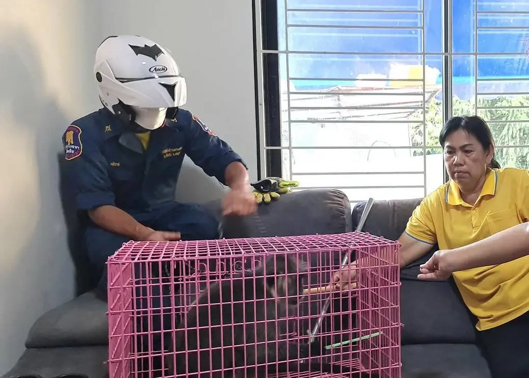 ผู้ใหญ่บ้านสัตหีบ ช่วยชีวิต "ค่างเทา" ถูกฝูงสุนัขรุมกัด