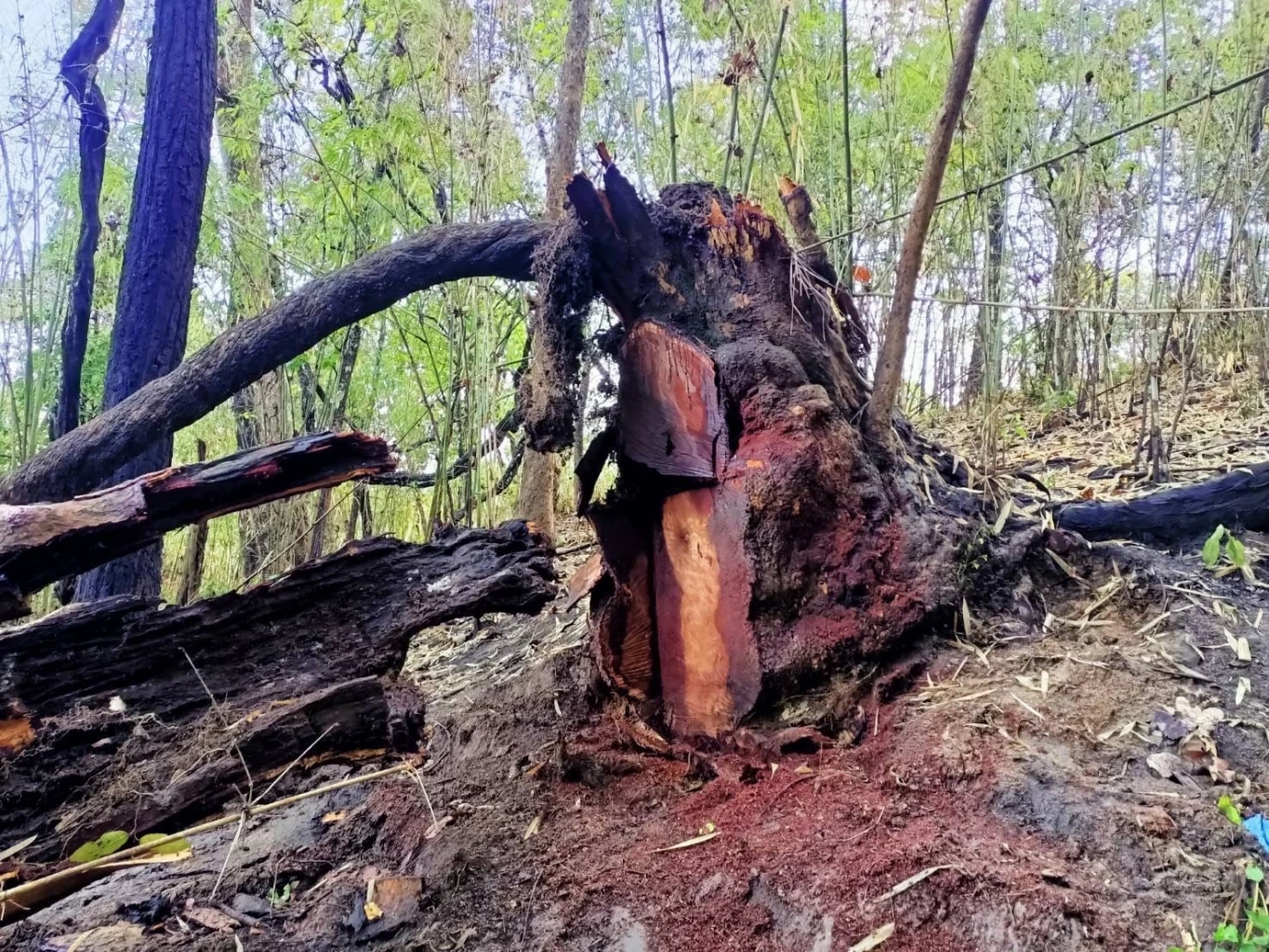 รวบ 8 มอดไม้ ลักลอบแปรรูปไม้ประดู่ เขต อช.ศรีลานนา อึ้ง! ผญบ.หัวหน้าแก๊ง