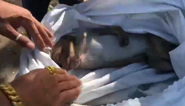 ตำรวจเพชรบุรี รวบขบวนการจับ "ลิง" ส่งขายเมืองจีน ทำยาอายุวัฒนะ