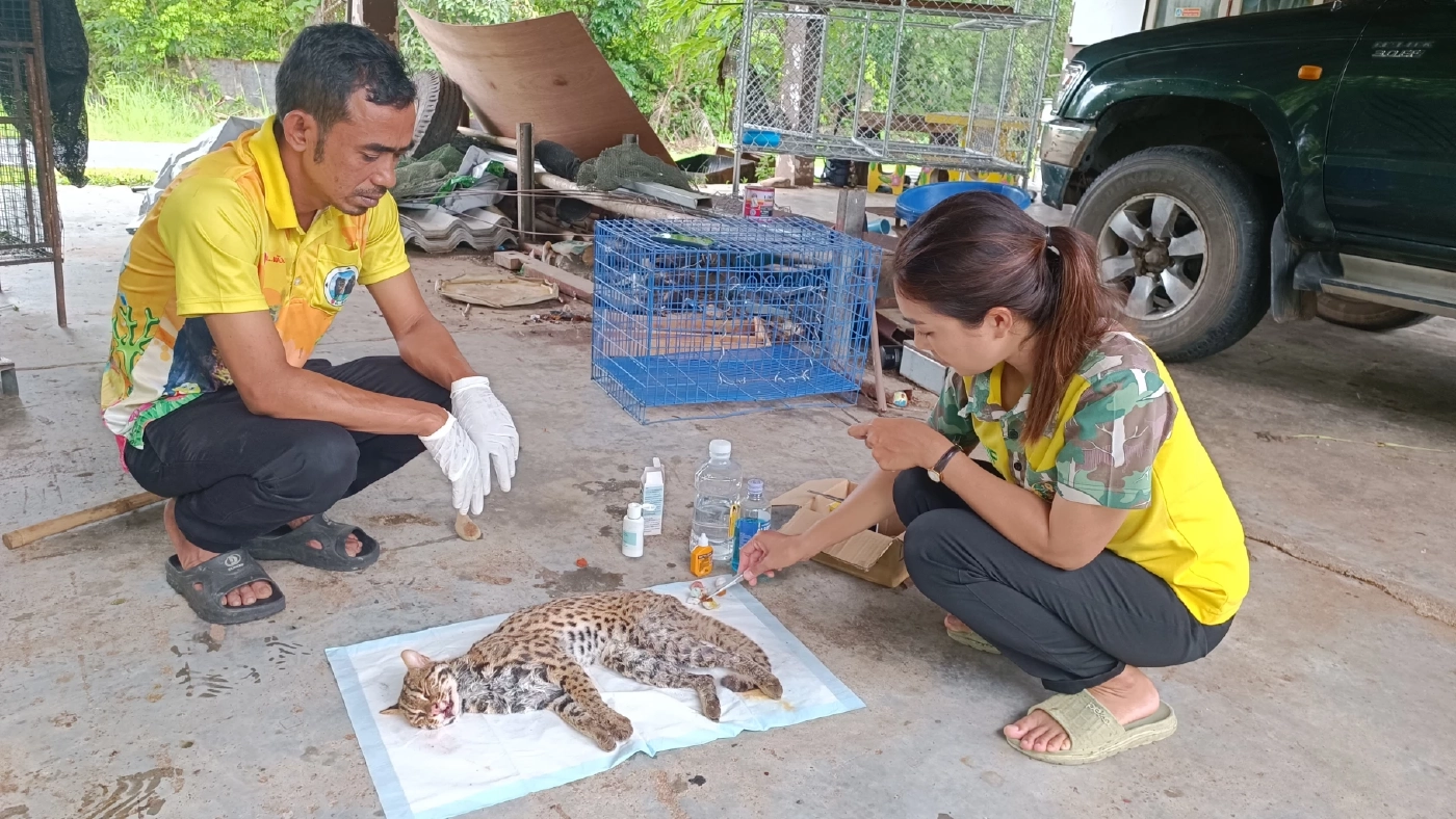 สถานีเพาะเลี้ยงสัตว์ป่าพังงา เร่งช่วยชีวิต "แมวดาว" ถูกรถชนบาดเจ็บหนัก