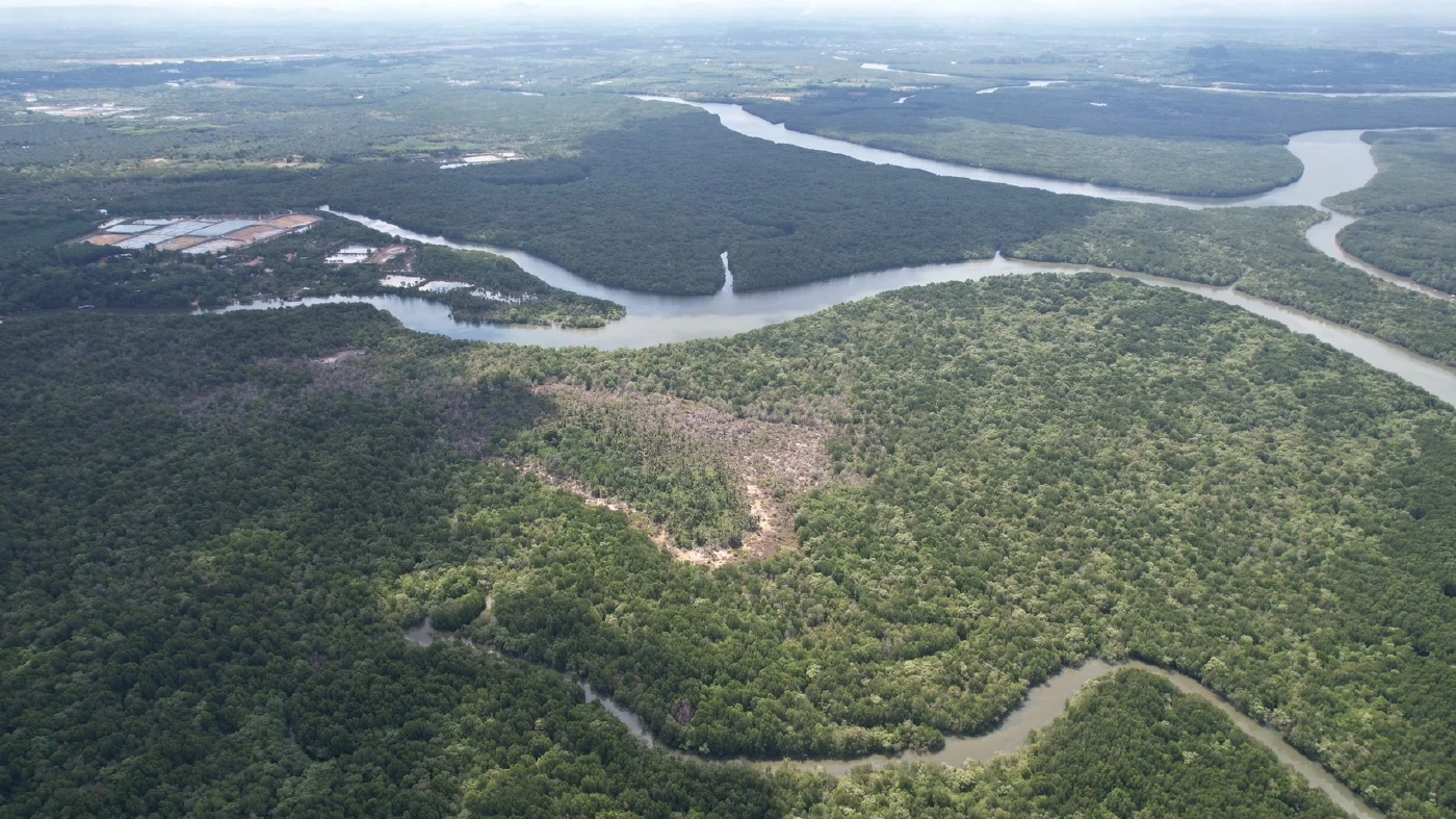 เปิดโปง ออกโฉนดมิชอบ ป่าชายเลนกระบี่  11 ไร่ ประกาศขาย 122 ล้าน