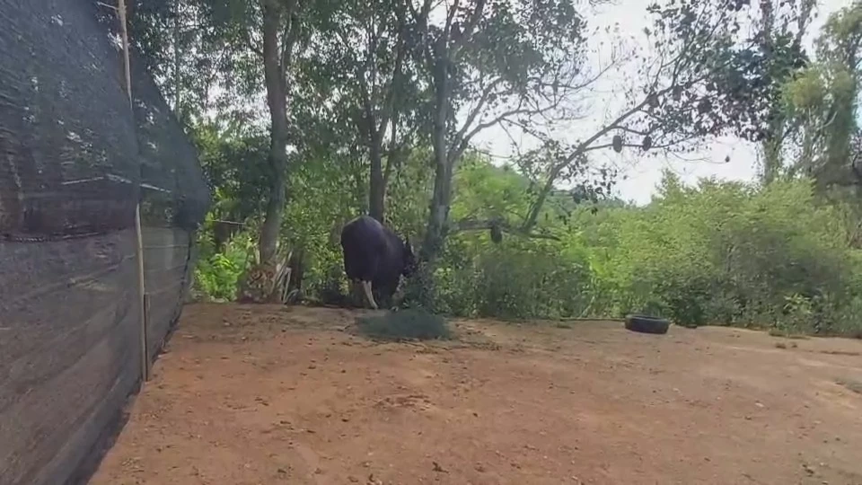 เปิดเทอม เด็ก นร. ตื่นเต้น "เจ้าทองดี" กระทิงป่าวังน้ำเขียว มาเยี่ยมถึงโรงเรียน