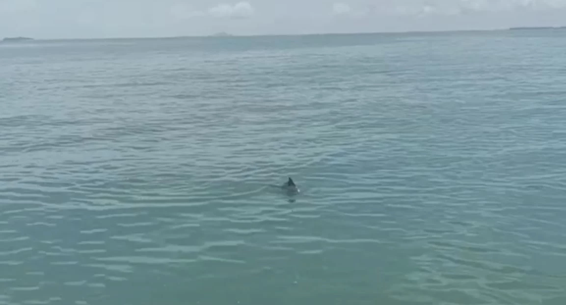 ฮือฮา! พบฝูงโลมานับสิบตัว โผล่ปากอ่าวปากบารา จ.สตูล