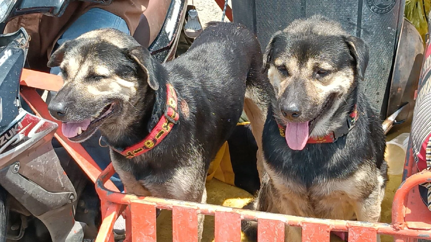 บีบหัวใจ! หนุ่มขี่พ่วงข้าง 400 กม. พาหมา 2 ตัวกลับอีสาน ใจสลายเมียหนีไปกับชู้