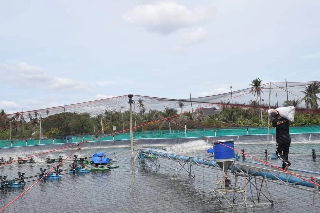 ชริมพ์บอร์ด ไฟเขียวชดเชยราคากุ้งทะเล 30 บาทต่อกก. ระยะ 2 เดือน แก้ปัญหาราคาตก