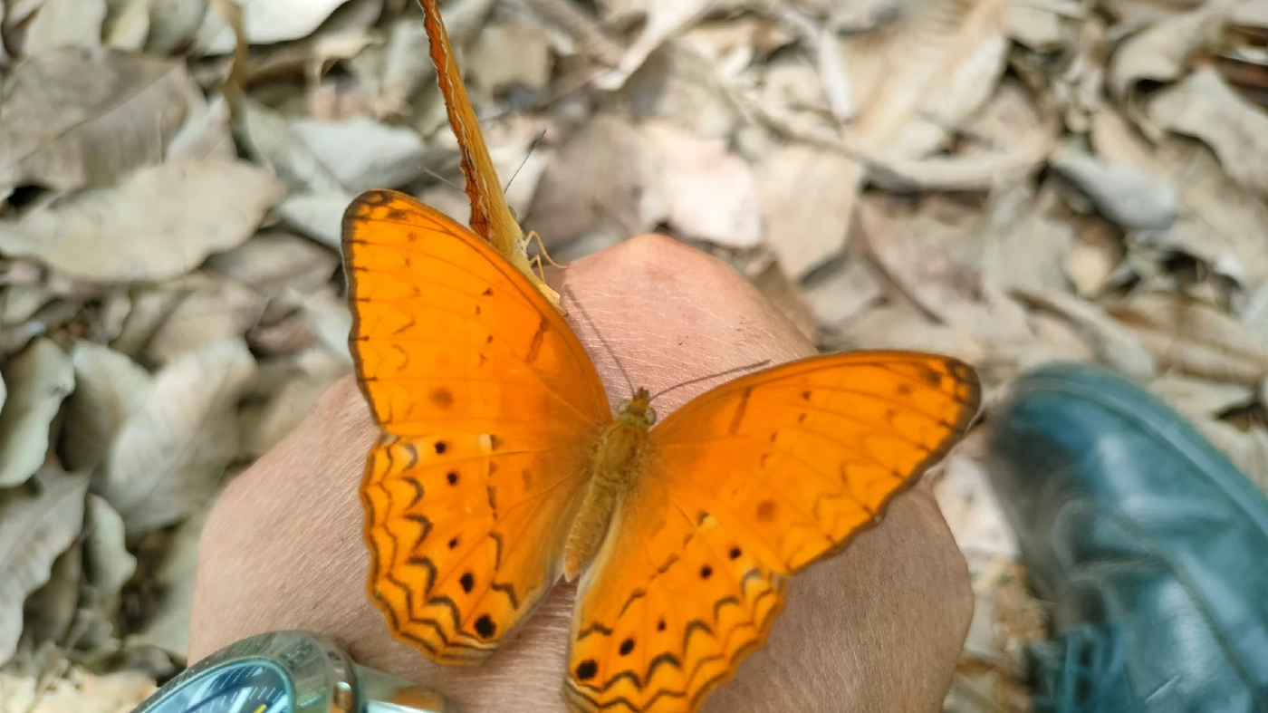 ผีเสื้อเขาอ่างฤาไน อวดโฉมต้นฤดูฝน สุดเชื่องบินไต่ที่ตัวคน