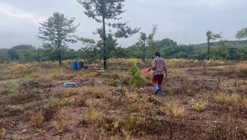 สุดแปลก! ชาวบ้านตราดเก็บ "เห็ดตอยาง" ปรุงเมนูชาวสวนหลากหลาย