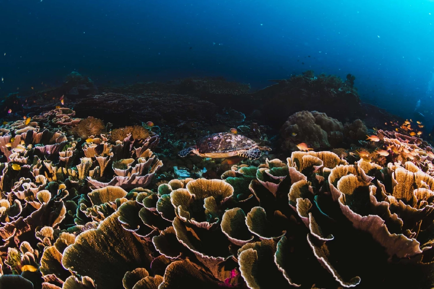 ภาวะคุกคามแนวปะการังที่เกิดจากน้ำมือของมนุษย์