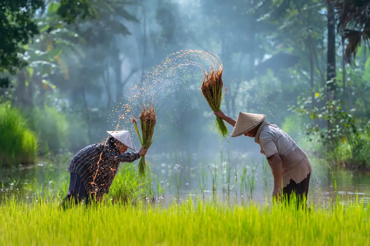 “เอลนีโญ” ทำแล้งหนัก สะเทือนส่งออกข้าวไทย ส่อขาดแคลนถึงปี’67