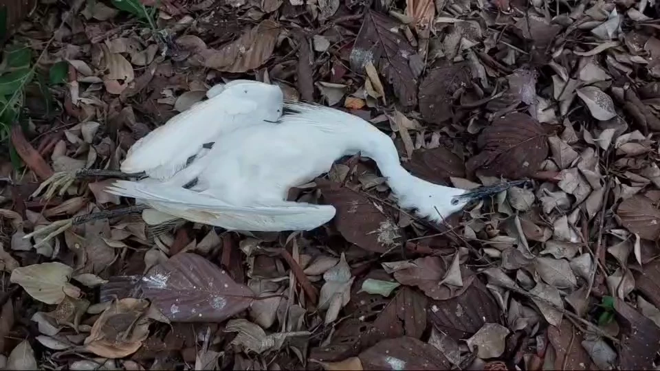 ครู-นร.เดือดร้อนหนัก นกกระยางขาวยึดหลังโรงเรียน ขี้นกเกลื่อน หวั่นแพร่โรค