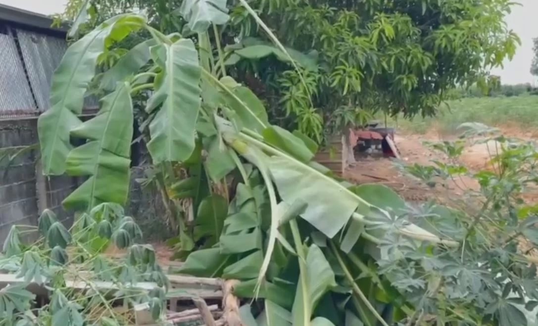 ระทึกกลางดึก ช้างป่า 3 เชือก ยกทีมเที่ยวห้องเช่า ทิ้งอึ-รอยเท้าไว้ดูต่างหน้า