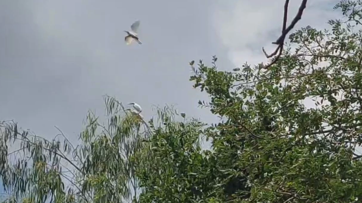 จนท.สัตว์ป่าฯ ลงพื้นที่เก็บตัวอย่างนกกระยาง หลังบุกยึดป่าหลังโรงเรียน