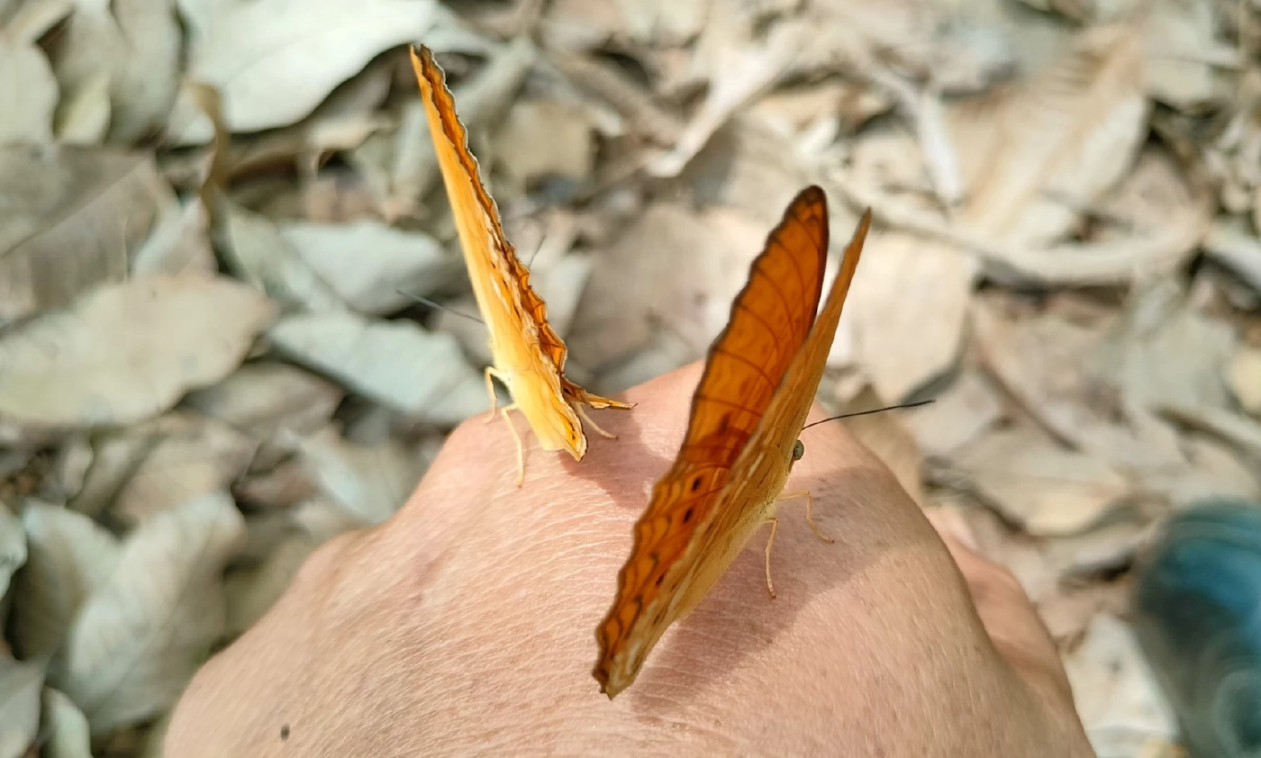 ผีเสื้อเขาอ่างฤาไน อวดโฉมต้นฤดูฝน สุดเชื่องบินไต่ที่ตัวคน