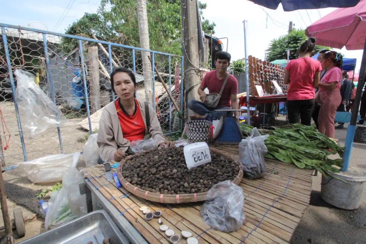 สุดยอดหายาก "เห็ดเผาะป่า" เมนูเด็ดของแซบอีสาน หนึ่งปีมีครั้งเดียวโลละ 500