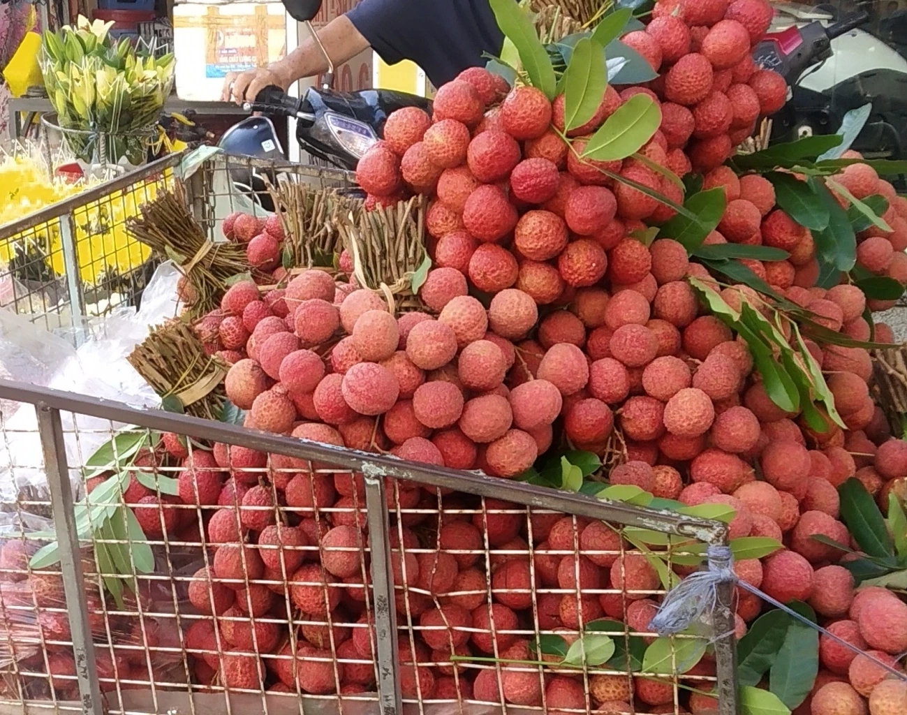 ฤดูลิ้นจี่ของเวียดนาม แดงสะพรั่งทั้งแผ่นดิน