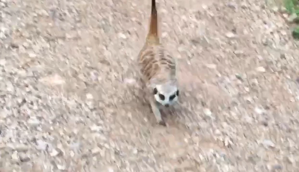 เอ็นดู "เมียร์แคต" หลงทาง วิ่งตามตูดสุนัข ชาวบ้านเจอช่วยพากลับบ้าน