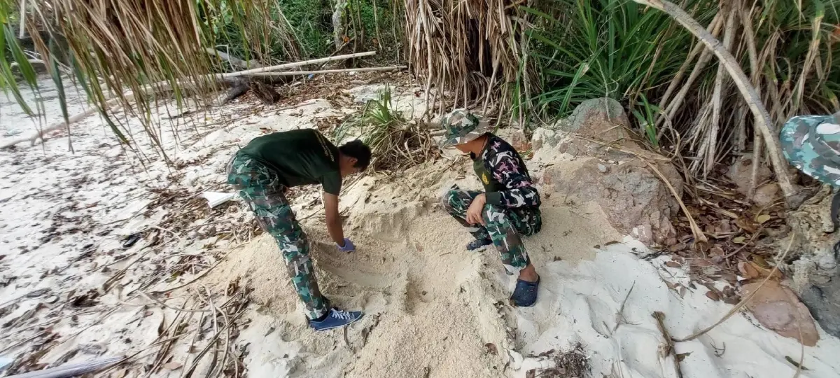 หัวหน้าอุทยานแห่งชาติอ่าวสยาม เผยข่าวดี  "แม่เต่ากระ" ขึ้นวางไข่เป็นรังที่ 8 ของปี