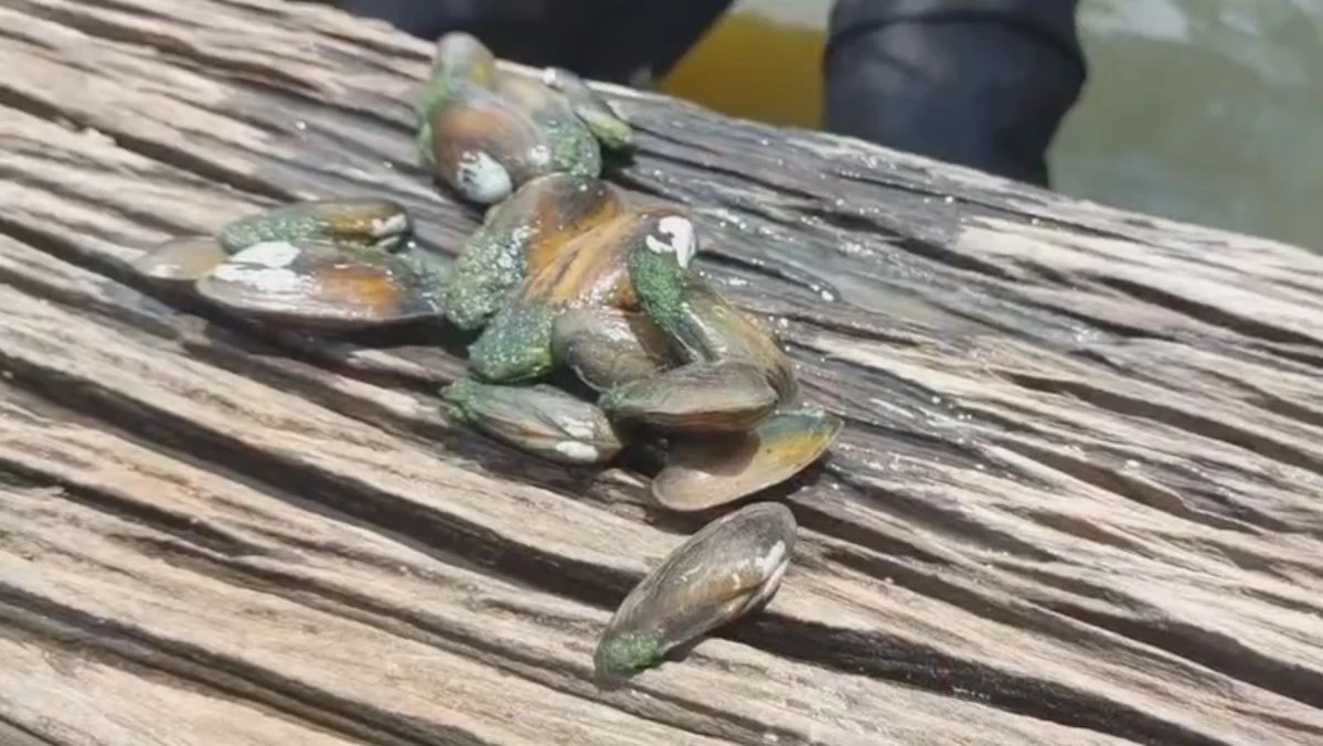 จนท.สัตว์ป่าฯ ลงพื้นที่เก็บตัวอย่างนกกระยาง หลังบุกยึดป่าหลังโรงเรียน