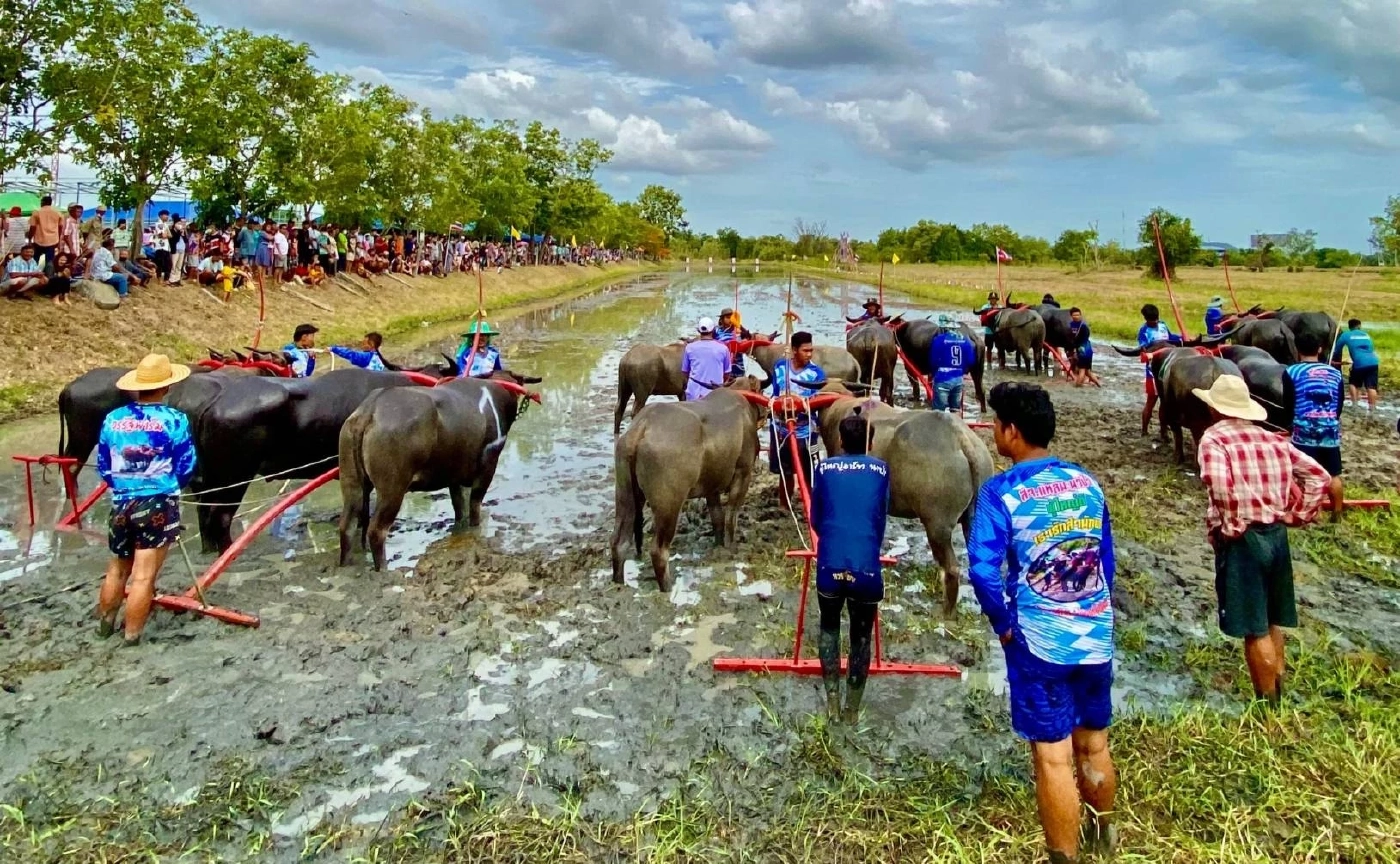 คึกคัก! จัดงานอนุรักษ์ประเพณีท้องถิ่นวิ่งควาย สร้างสามัคคีในชุมชน