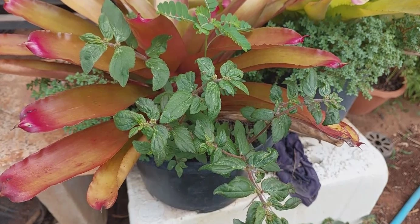 สาวใจบุญ เลี้ยงแมวที่ถูกทิ้งกว่า 30 ตัว ใช้สมุนไพรไทยช่วยรักษาโรคแมว-อาการบาดเจ็บ