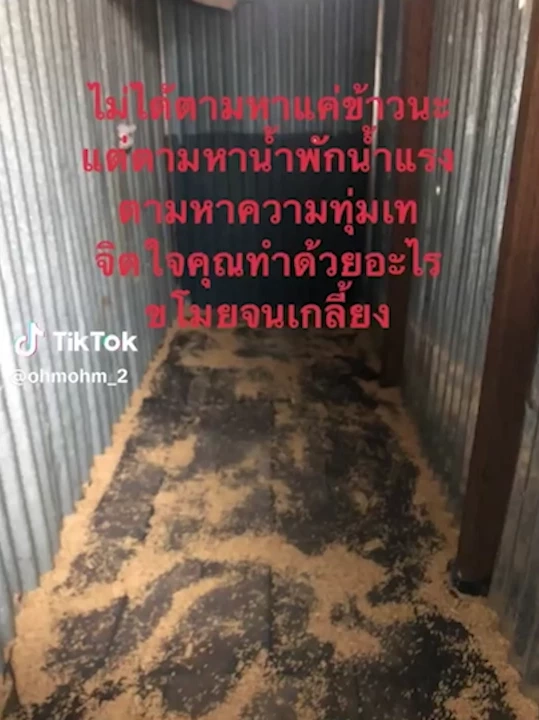 ทุกข์ชาวนา ครวญความเจ็บผ่าน"TikTok" โจรขโมยข้าวพันธุ์ทำนาเกลี้ยง (มีคลิป)