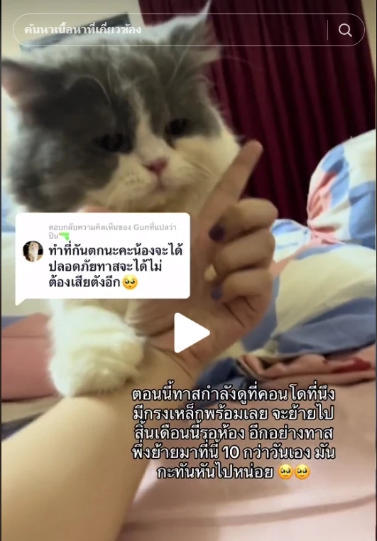 ใจหายแว่บ น้องแมวตกตึก 5 ชั้น ทำกระจกรถแตก โชคดีที่ไม่ได้รับบาดเจ็บหนัก