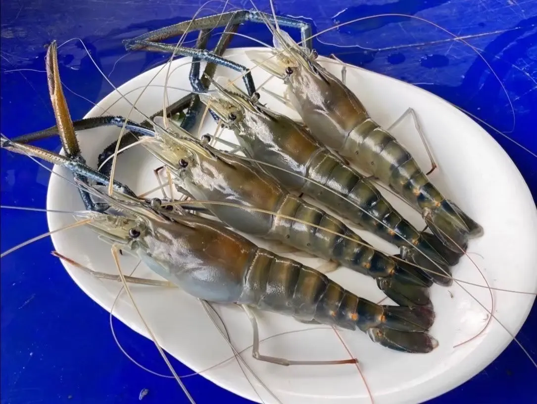 เปิดตัว “กุ้งก้ามกรามบางแพ” สินค้า GI ล่าสุด โกยเงินสู่ชุมชน 2,500 ล้าน/ปี