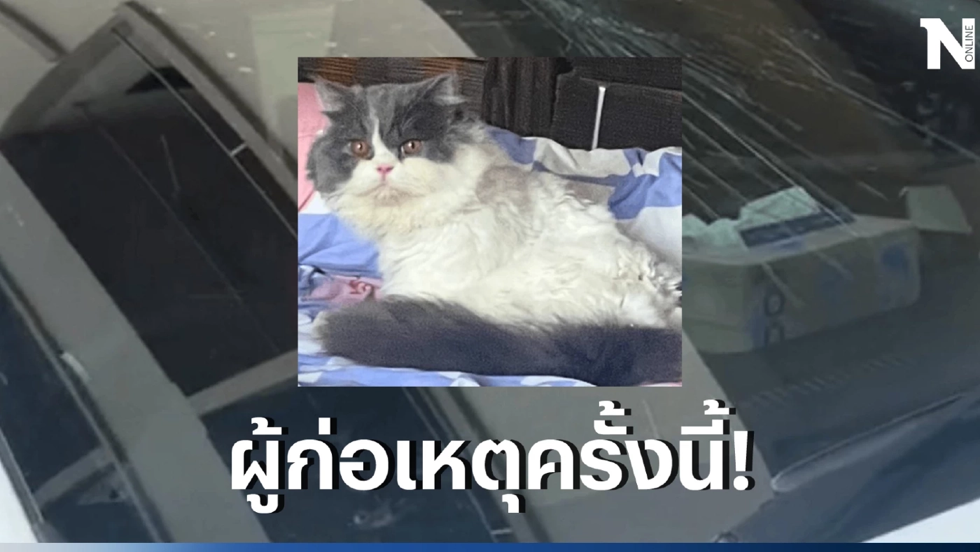 ใจหายแว่บ น้องแมวตกตึก 5 ชั้น ทำกระจกรถแตก โชคดีที่ไม่ได้รับบาดเจ็บหนัก