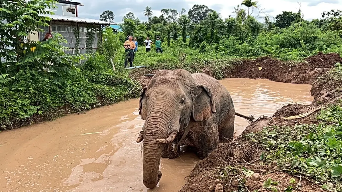ช่วยได้แล้ว! พลายสาริกา ช้างเซเลปเขาใหญ่ พลัดตกบ่อน้ำลึก 2 เมตร