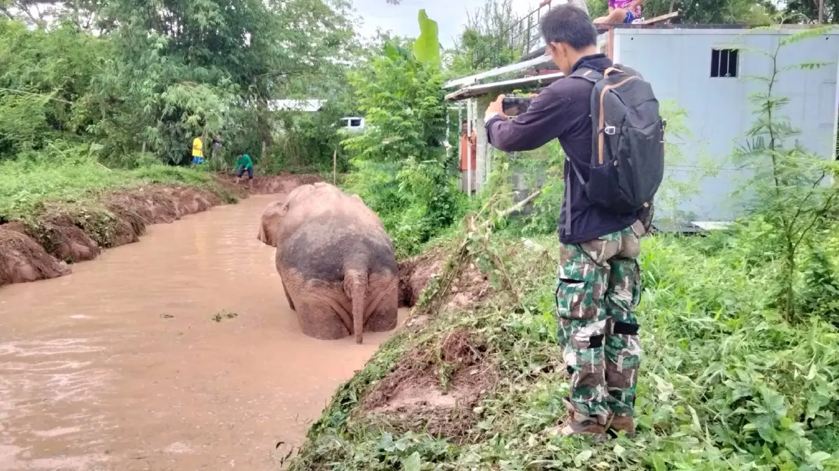 ช่วยได้แล้ว! พลายสาริกา ช้างเซเลปเขาใหญ่ พลัดตกบ่อน้ำลึก 2 เมตร