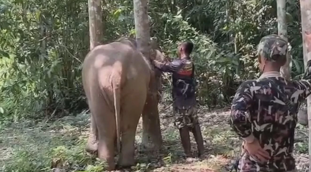 ช้างป่าแสนดื้อ "เจ้าหงส์ทอง" จ่าโขลง พาสมาชิกบุกสวนผลไม้ชาวบ้าน