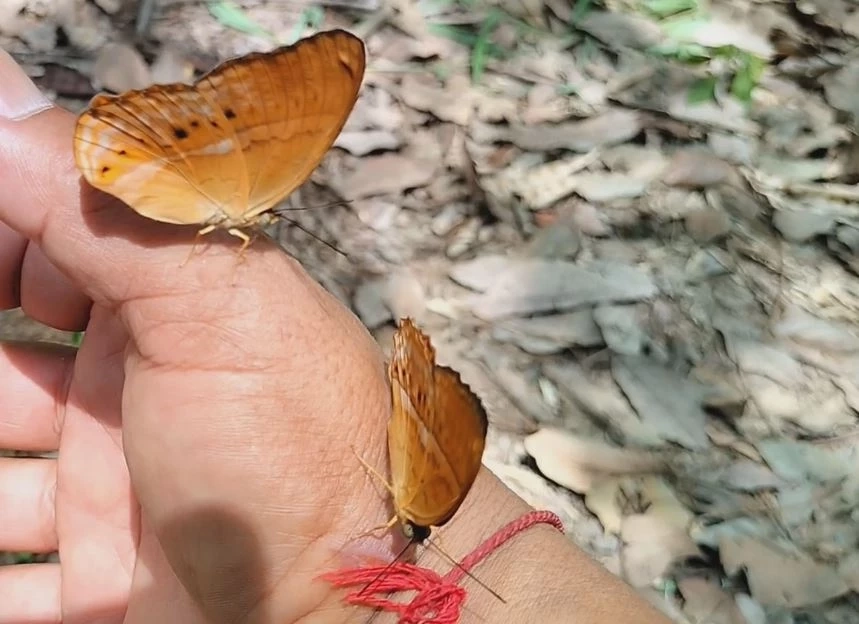 ผีเสื้อเขาอ่างฤาไน อวดโฉมต้นฤดูฝน สุดเชื่องบินไต่ที่ตัวคน