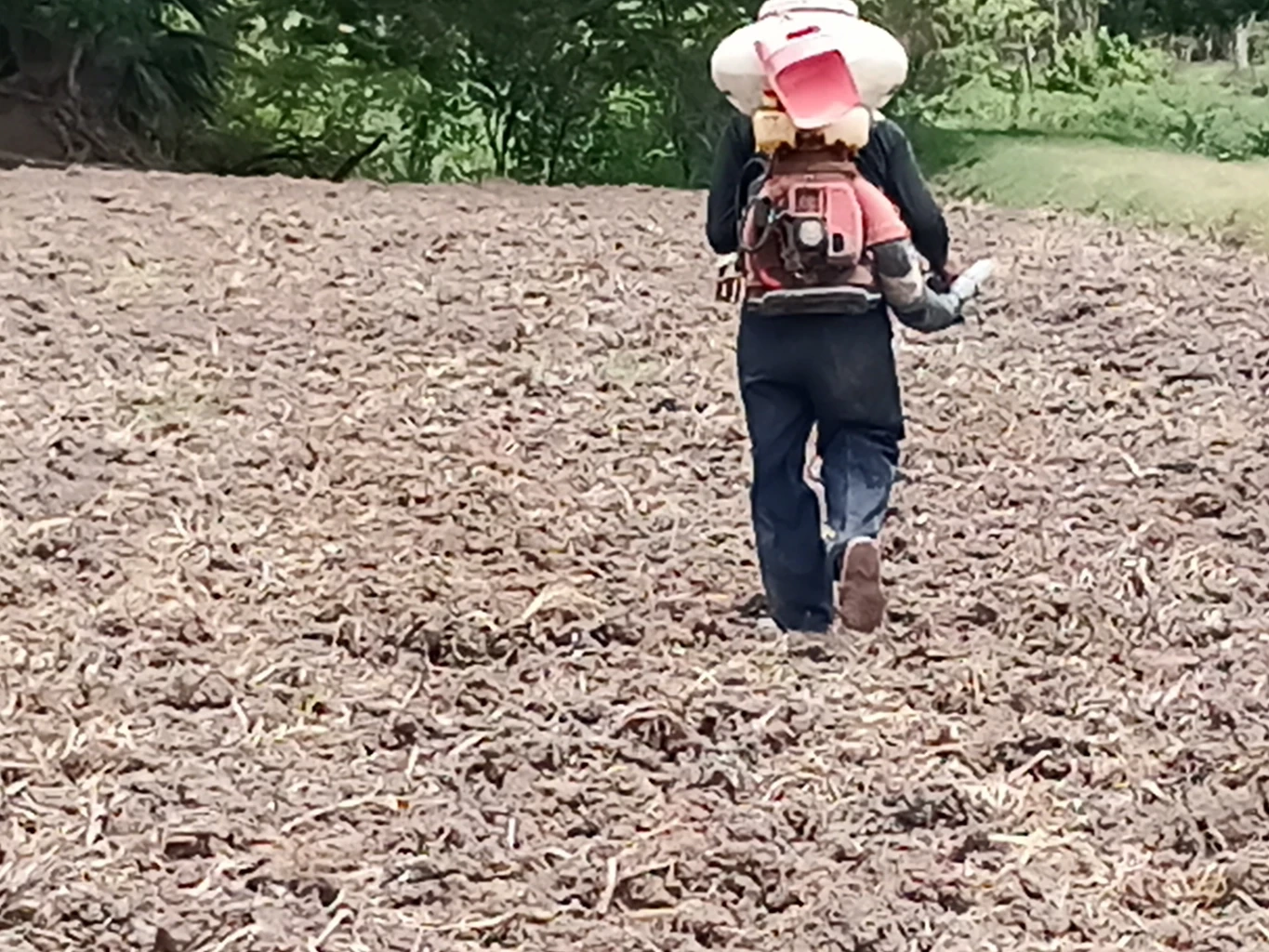 ชาวนาพิจิตร เสี่ยงหว่านข้าว แม้เจอภัยแล้ง วอน รบ.ใหม่ ช่วยเหมือน "บิ๊กตู่"