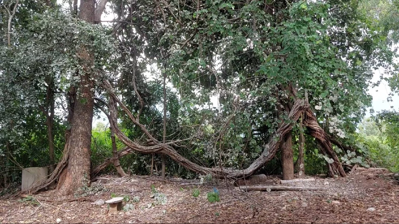 ครู-นร.เดือดร้อนหนัก นกกระยางขาวยึดหลังโรงเรียน ขี้นกเกลื่อน หวั่นแพร่โรค