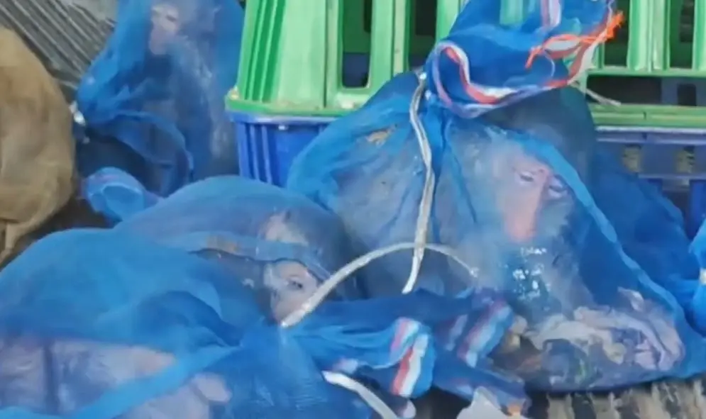 สุดสงสาร "ลิงแสม" ถูกแก๊งค้าสัตว์ลอบทิ้งในสวนมะม่วง ตาย 3 รอด 9