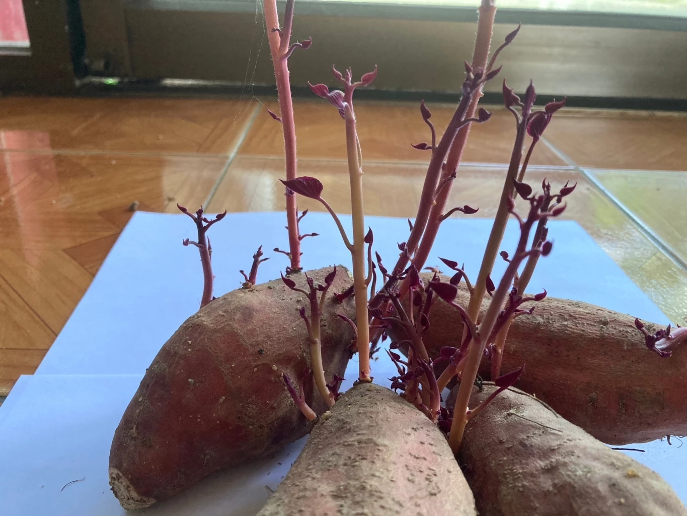 สาวงง ซื้อ "มันเทศ" มาทำอาหาร วางทิ้งไว้เฉยๆไม่ได้รดน้ำ ผ่าน 1 เดือน ลำต้นงอก