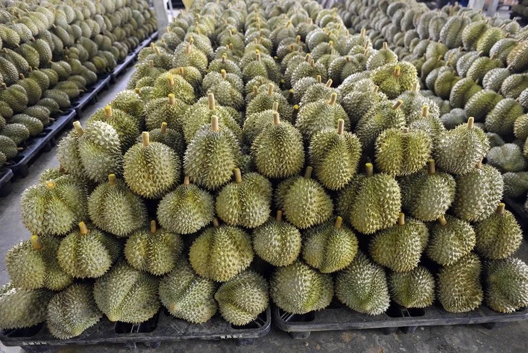 กรมวิชาการเกษตร สั่งฟ้อง ผู้ส่งออก-ล้ง ที่ร่วมทำผิดสวมสิทธิ์ทุเรียน