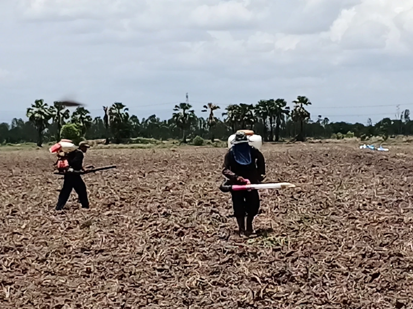 ชาวนาพิจิตร เสี่ยงหว่านข้าว แม้เจอภัยแล้ง วอน รบ.ใหม่ ช่วยเหมือน "บิ๊กตู่"