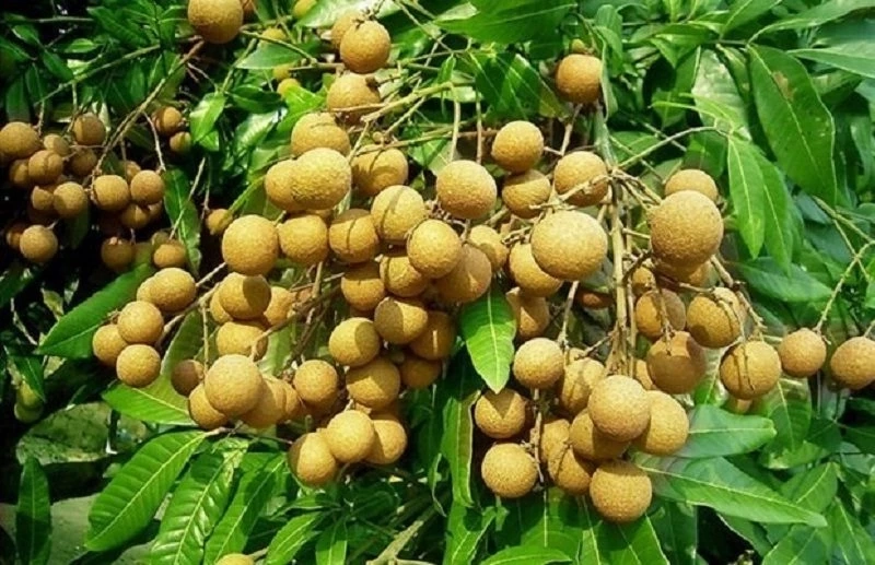 สศก.เผยผลผลิต ผลไม้ตะวันออก "ทุเรียน มังคุด เงาะ ลองกอง" ปีนี้ 1.05 ล้านตัน