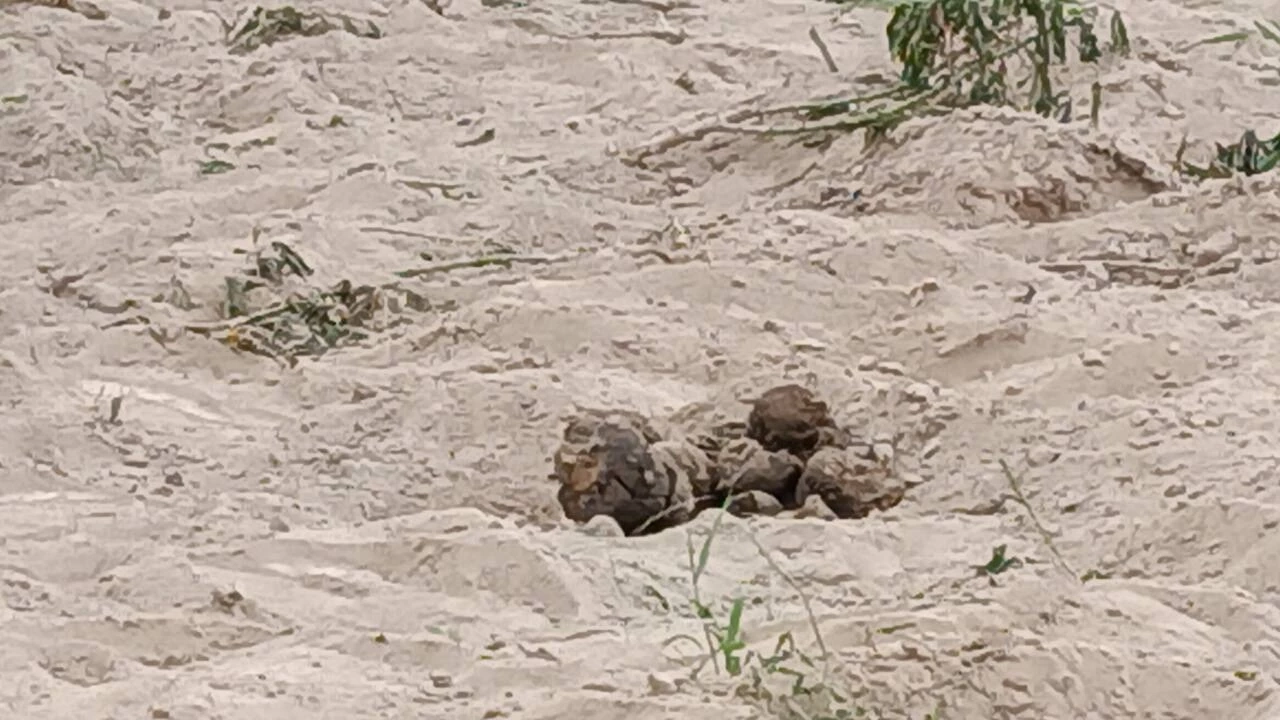 ระทึก! ช้างป่าทับลานมรดกโลก ยกโขลงกว่า 60 ตัว ลุยสวนชาวบ้านพังยับ