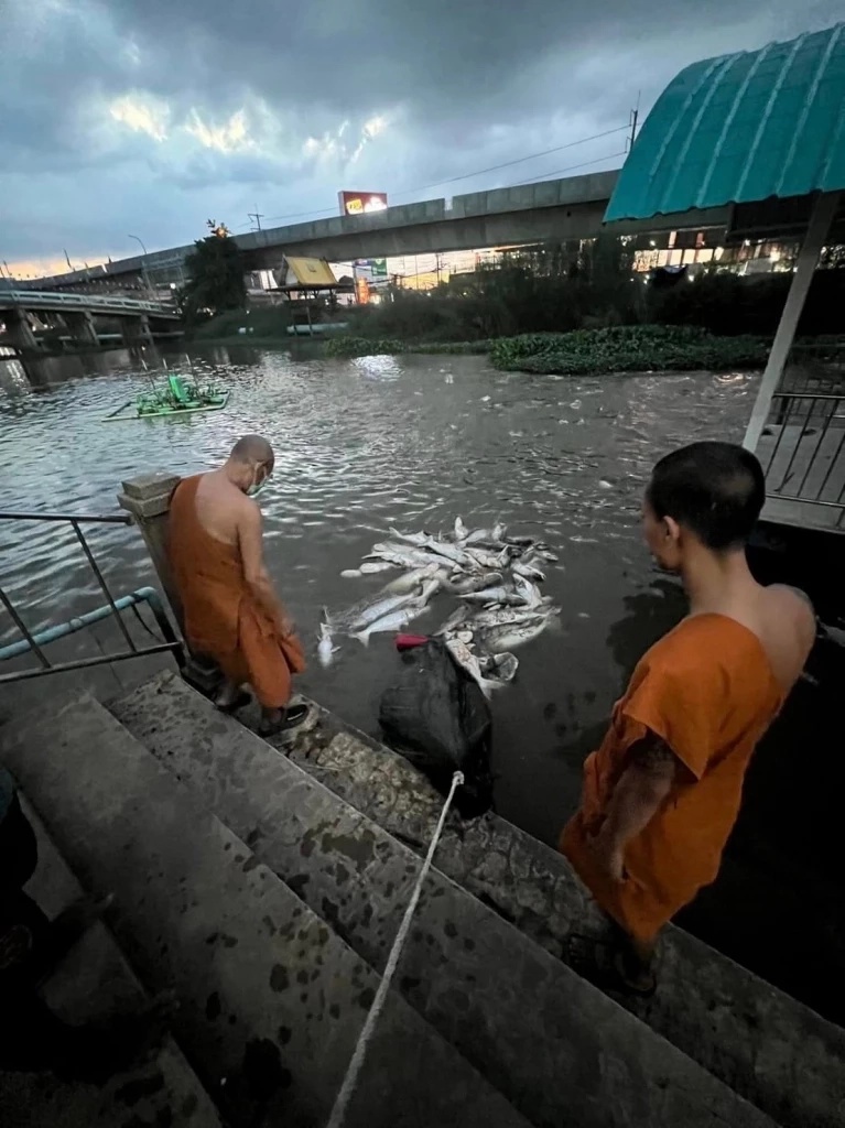 คนใจบาป วางข่ายดักปลาหน้าวัด ทำปลาสวายติดตายเกือบร้อยตัว
